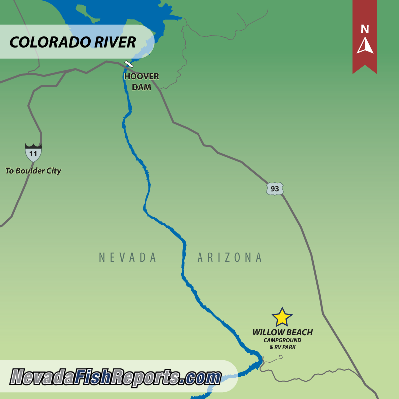 Colorado River - Willow Beach Fish Report - Willow Beach, NV