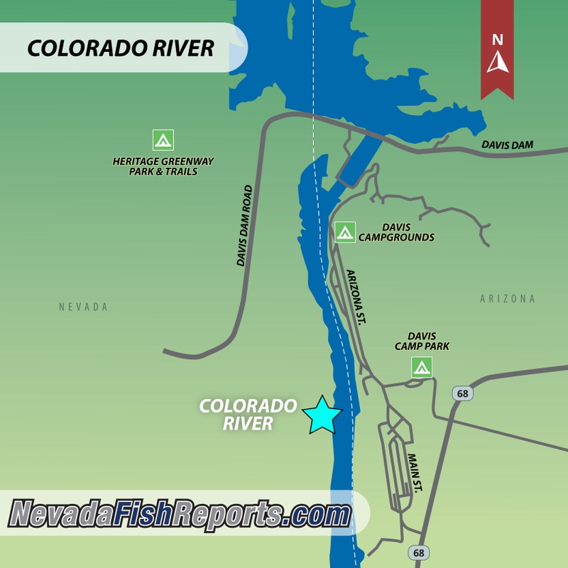 Colorado River - Davis Dam Fish Report - Davis Dam, NV