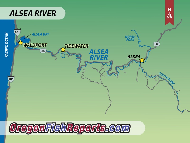 Alsea River Fish Report - Alsea OR