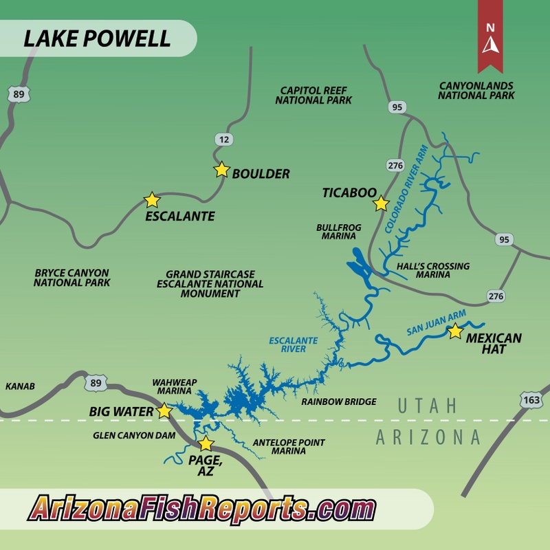 Lake Powell Fish Report