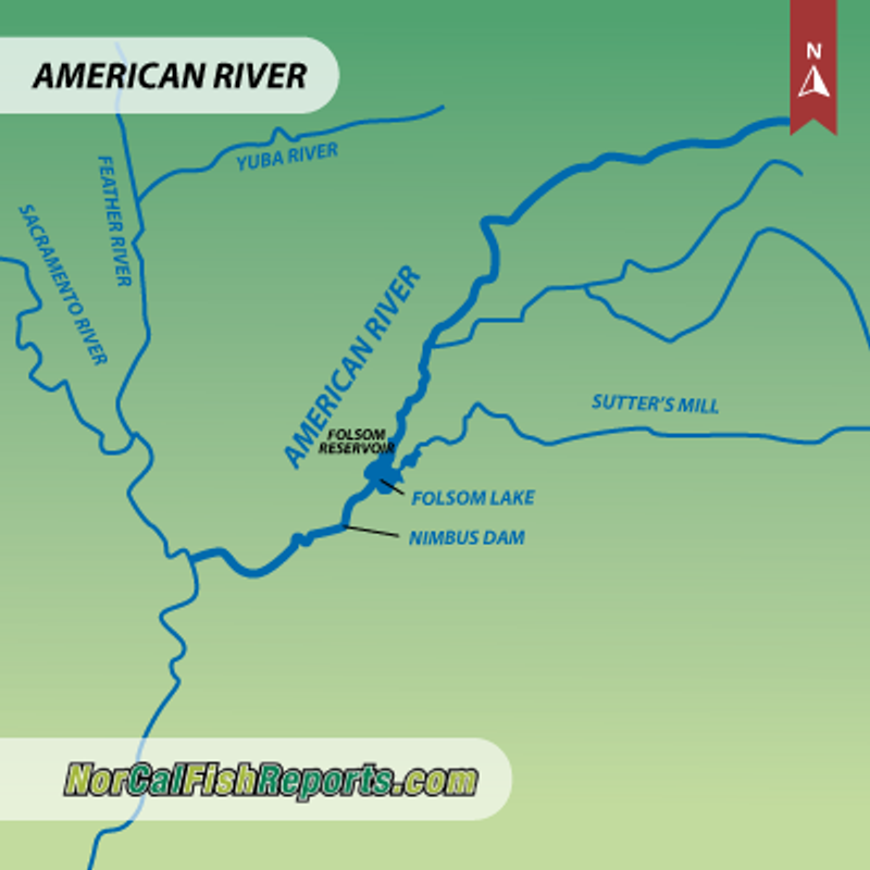 American River Fish Report Sacramento, CA (El Dorado County)