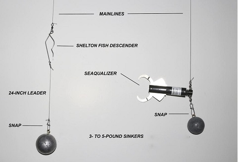 SeaQualizer Descending Device - NOAA Compliant Fish Release Tool 50-100-150 Ft