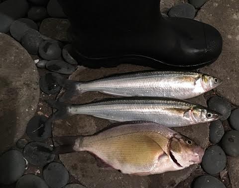 Ocean Beach Fish Report - Saltwater Report - Sunsets and Hook Sets