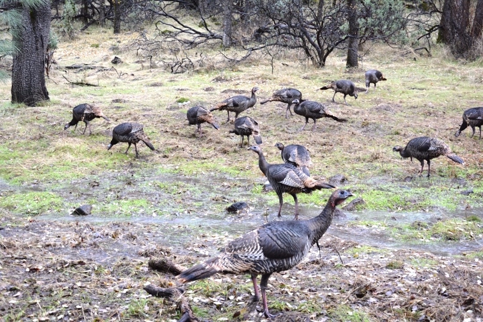 Hunting Fall Turkey Season Coming Up