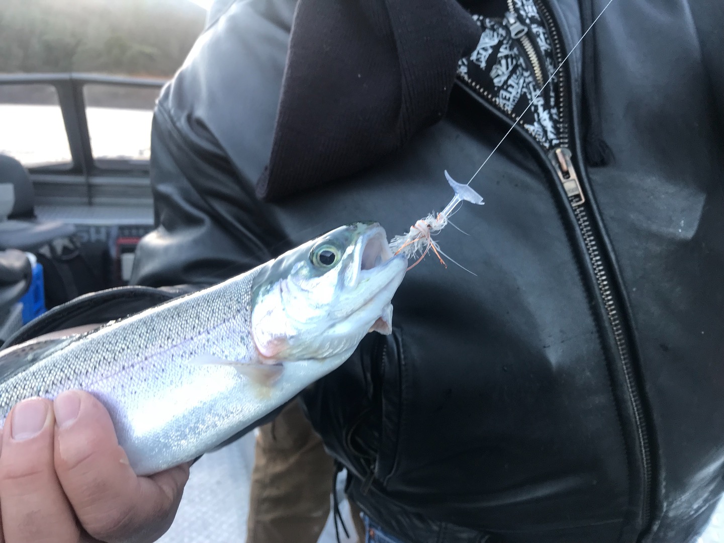 Fishing - Easy trout limits on Shasta lake now!