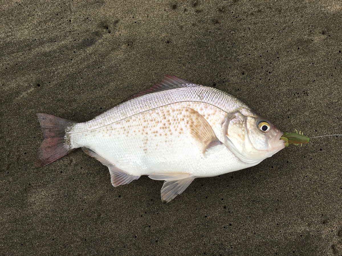 Three Ways to Rig Gulp! Sandworms for Surf Perch Fishing