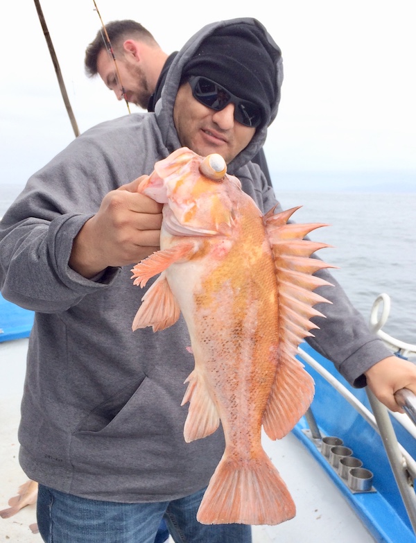 Fish Report Coastside Fishing Club Sponsored Trip