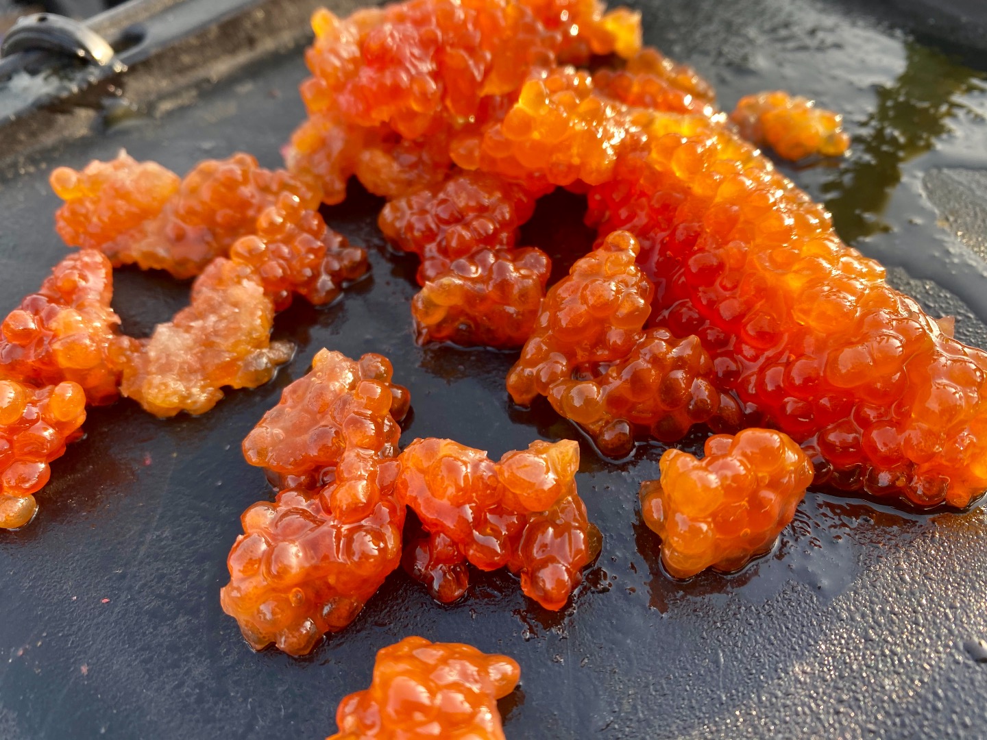 Fishing Sac River Trout Being Caught Daily Fishing Sac River Trout Being Caught Daily