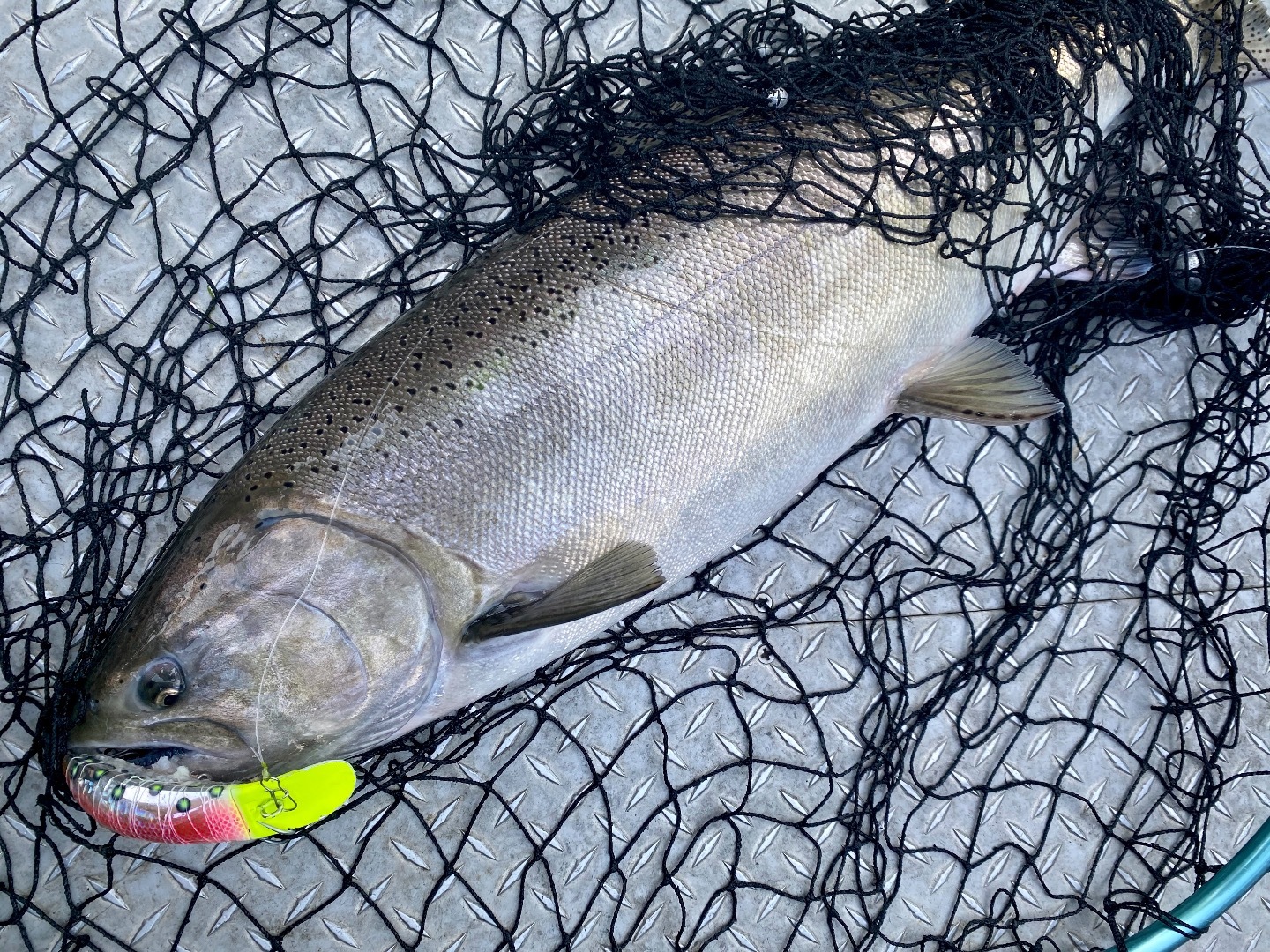 Fishing - Red Bluff King salmon!