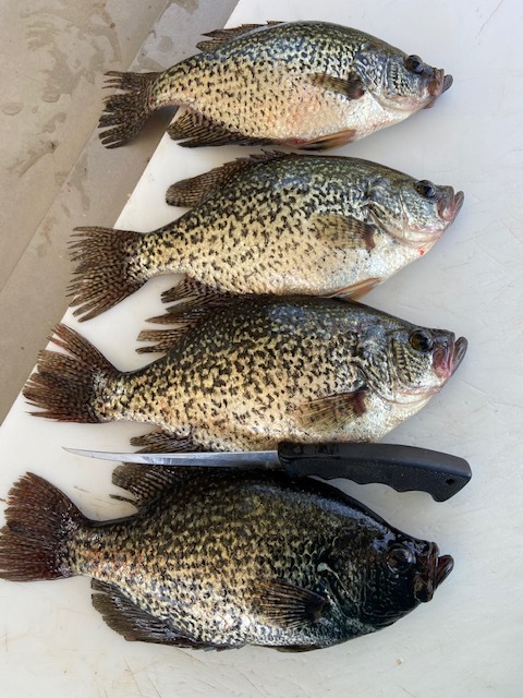 Margarita SF 113, Small Fry - CRAPPIE BAIT - OTH Fishing