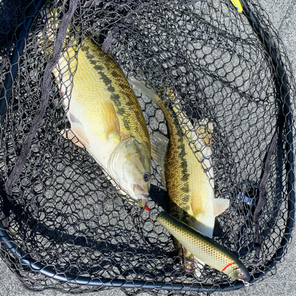 New Melones Reservoir Fish Report - New Melones Reservoir - Lake New ...