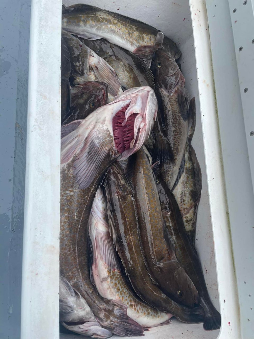 19 beautiful limits of halibut and lingcod!!