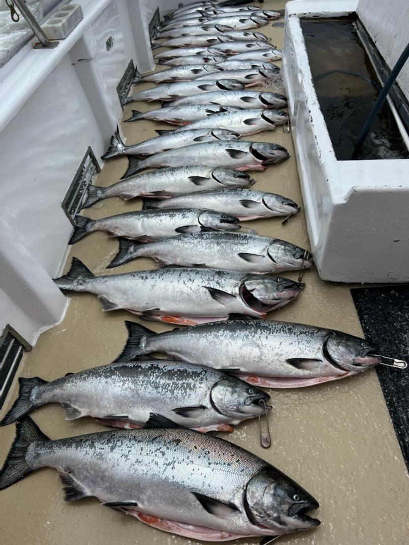 King Salmon Limits 