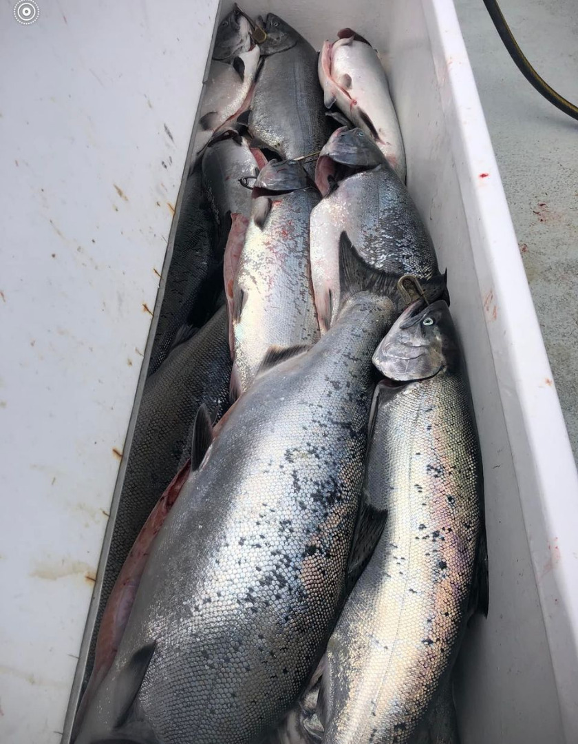 Jumbo Salmon Today