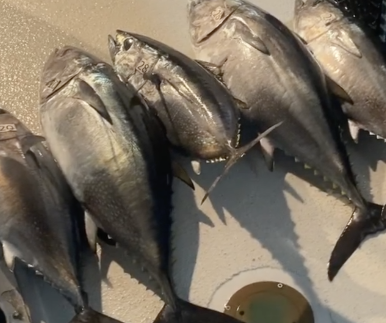 Bluefin are still biting