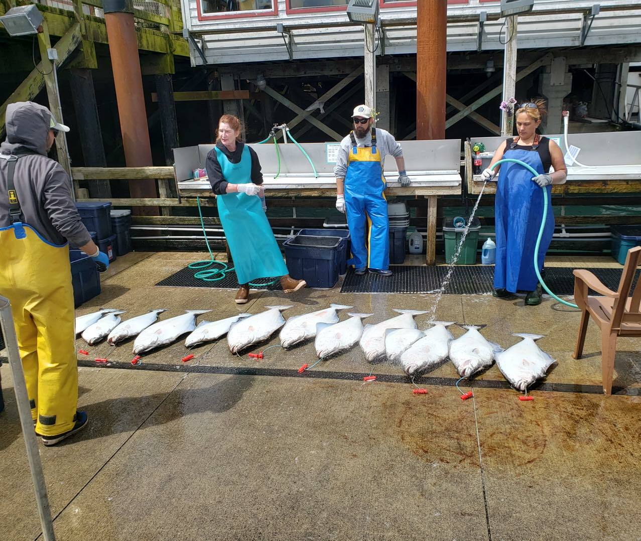 Early Limits of Halibut