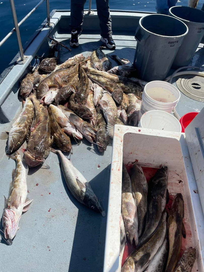 20 limits of halibut and 20 limits of lingcod!