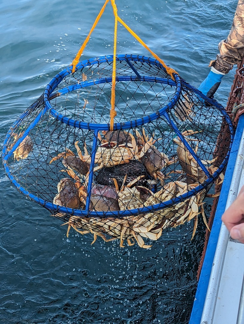🦀 Dungeness Crab 🦀