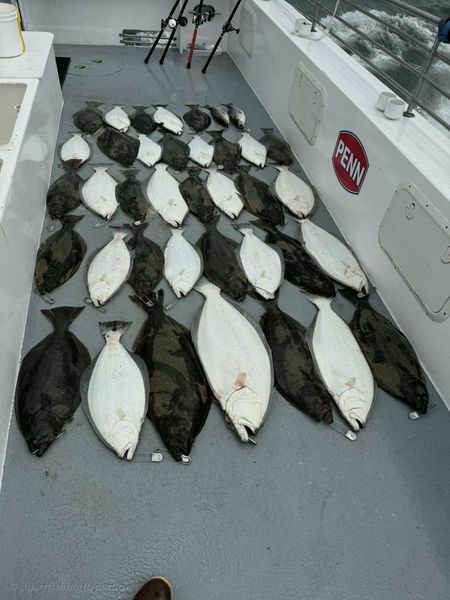 Halibut fishing was “full speed” today