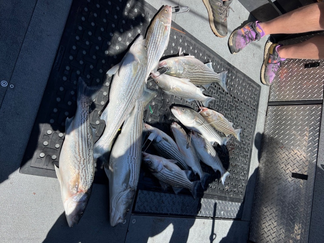 Friday Stripers 