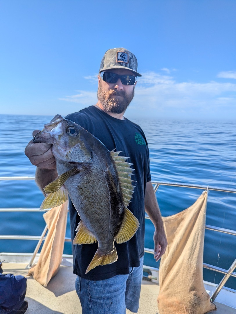 Quality deep water rock cod limits