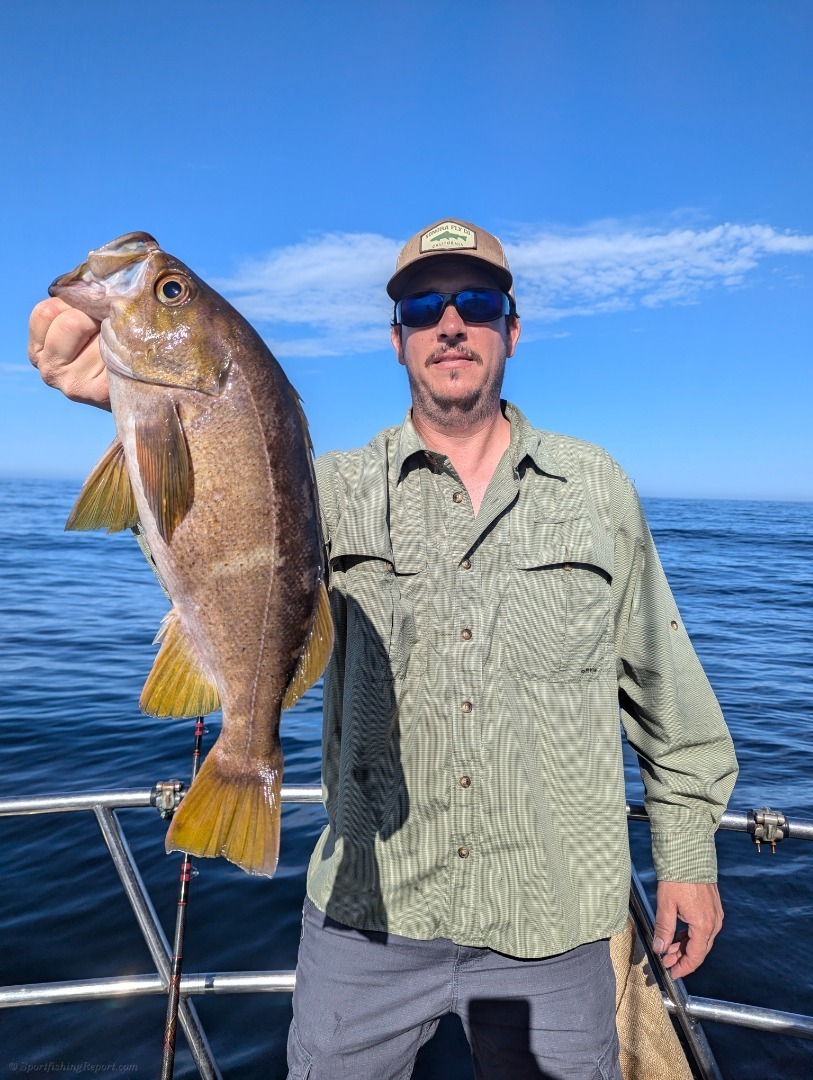 Quality deep water rock cod limits