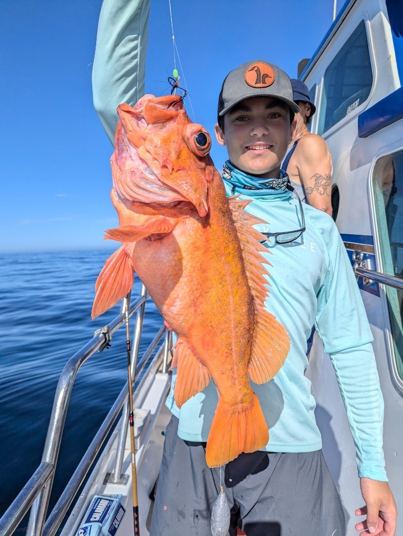 Quality deep water rock cod limits