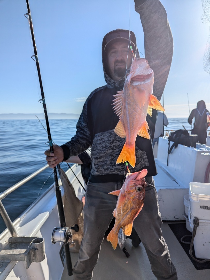 Quality deep water rock cod limits