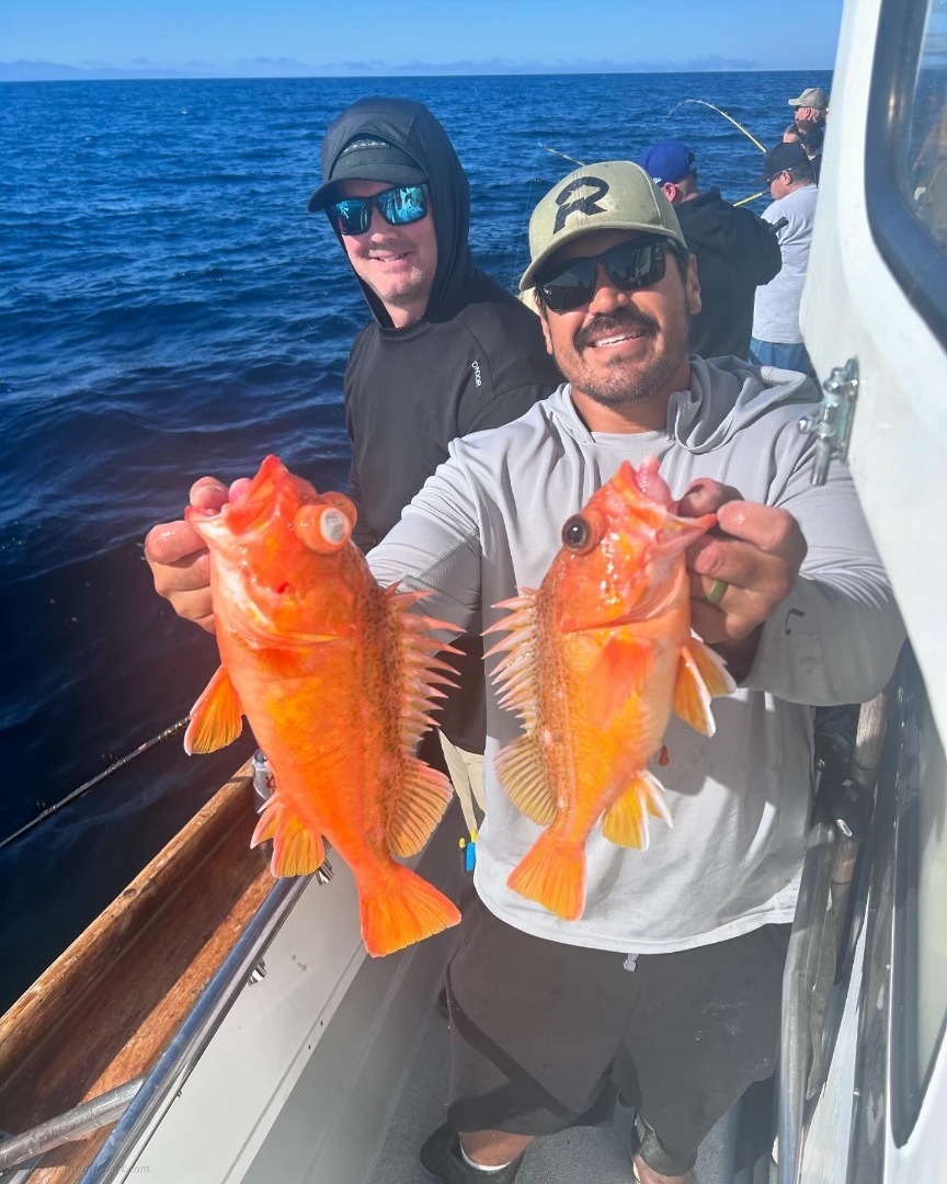 Rockfish limits