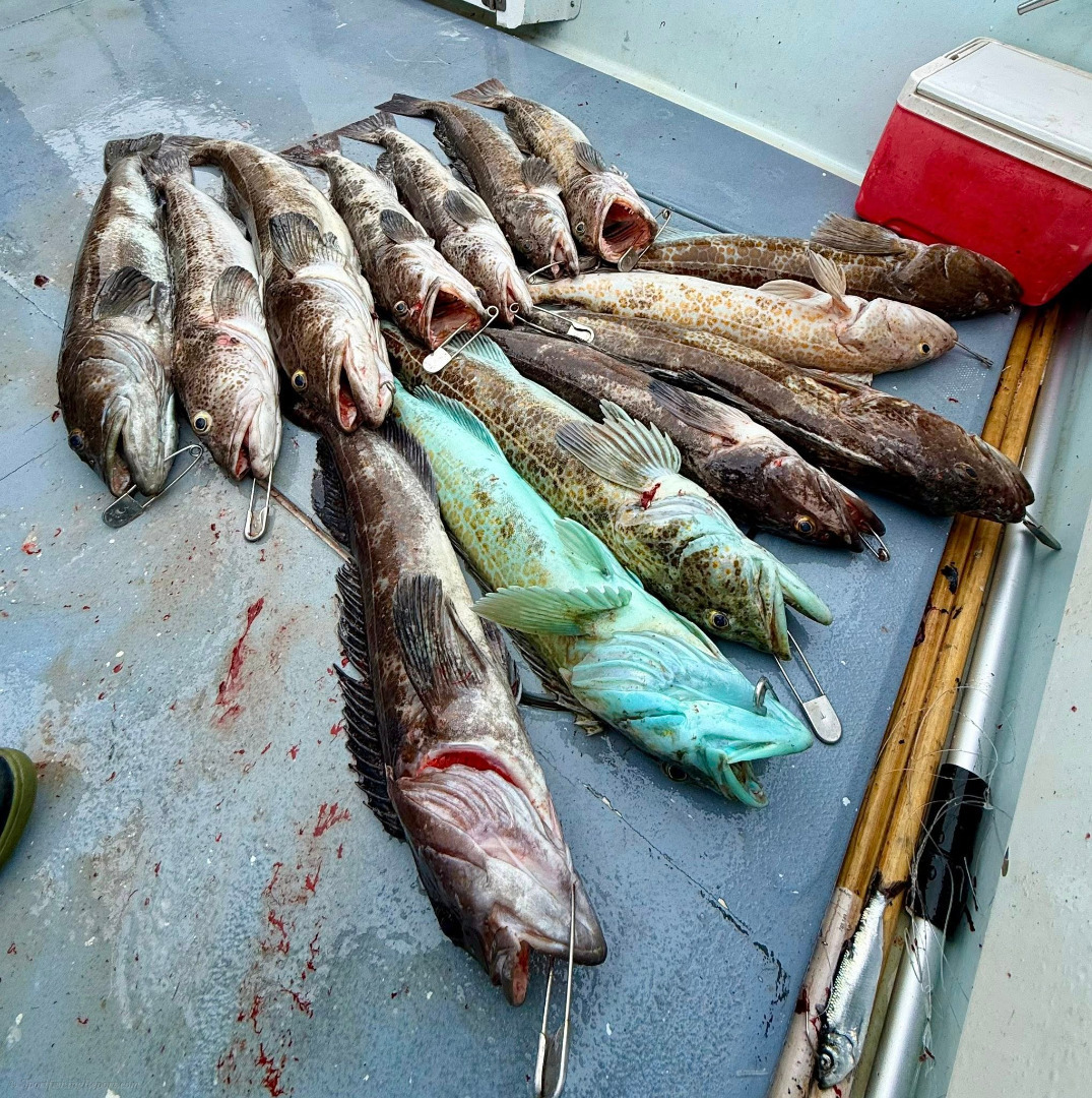 Very productive day of bottom fishing