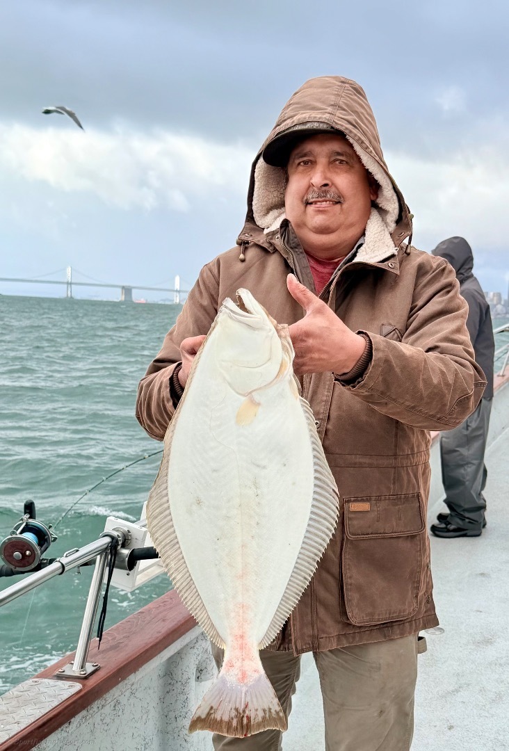 California Halibut — 