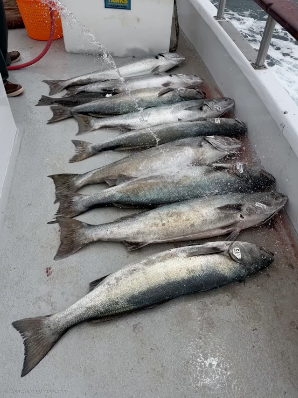 WSB up to 50 lbs. 
