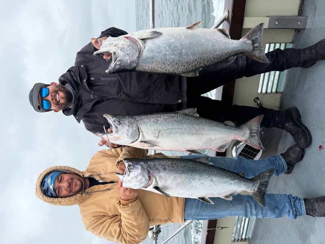 LIMITS OF SALMON!!!