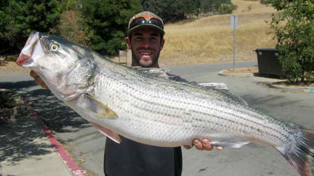 Stripers are still boiling in the Narrows & the Catfish bite is good at Del Valle