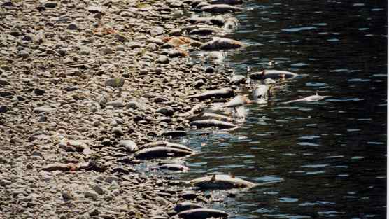 Sign the petition to stop Klamath Fish Kill.