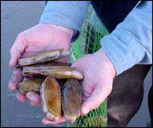 Razor clam  Washington Department of Fish & Wildlife