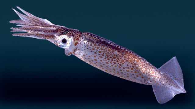 California Market Squid