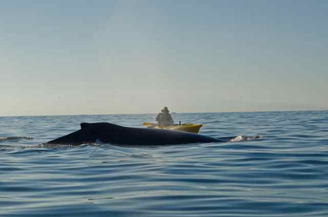 A lifetime experience with a Humpback while in a Kayak