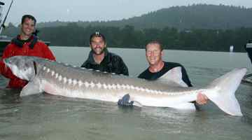 Columbia River white sturgeon  Washington Department of Fish & Wildlife