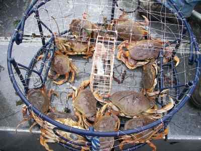 New Sea Angler comes back to the dock with 500 Rockfish, 300 Dungeness Crabs and 23 Lingcod