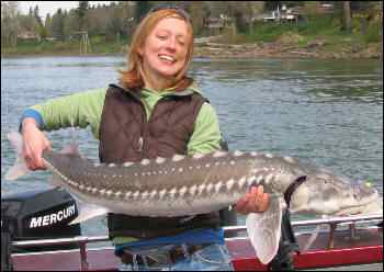 Fish Report - Using sinkers or steel leaders when fishing for Sturgeon
