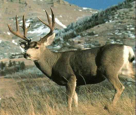 CRITICAL COLORADO WILDLIFE PROJECTS KEEP CPW PERSONNEL BUSY OVER WINTER