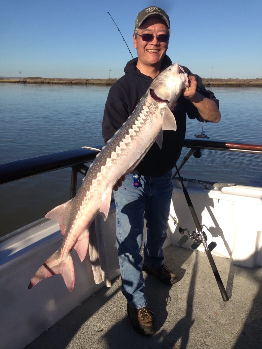 Sturgeon Update from the Cal Dawn