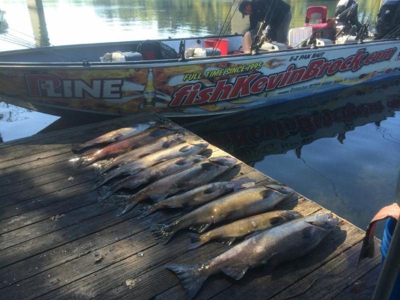 Sacramento River Fish Report