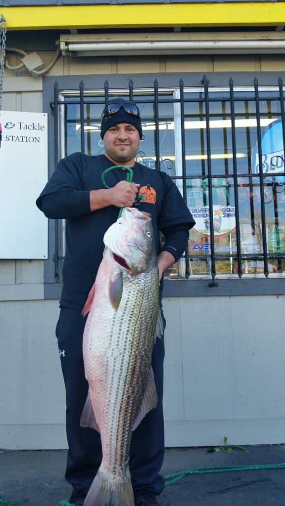 San Luis Reservoir Fish Report - San Luis Reservoir - 36 Pound Striper -  January 24, 2015