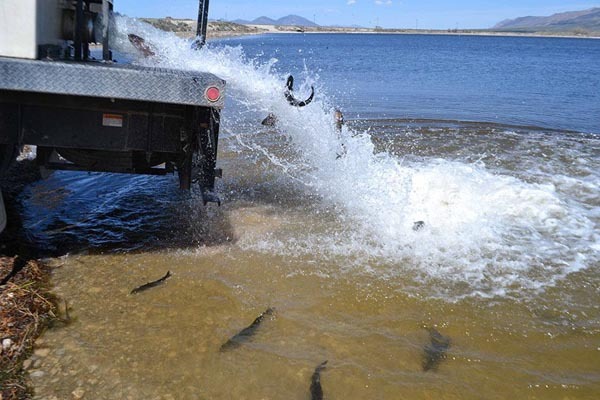 Comins Lake - Fish Reports & Map