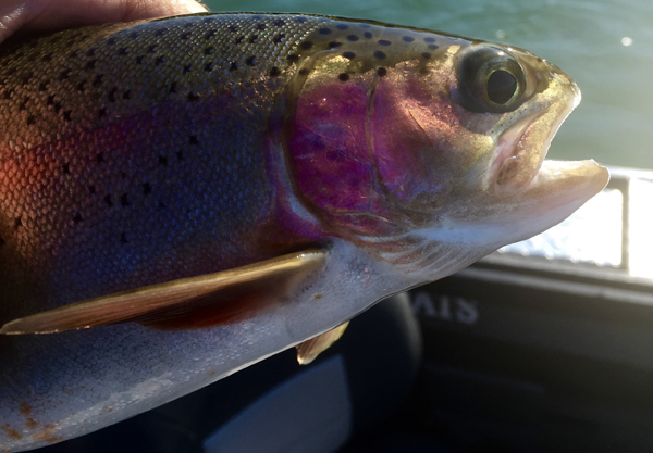 Sacramento River Fish Report