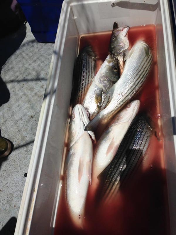 Limits of Stripers
