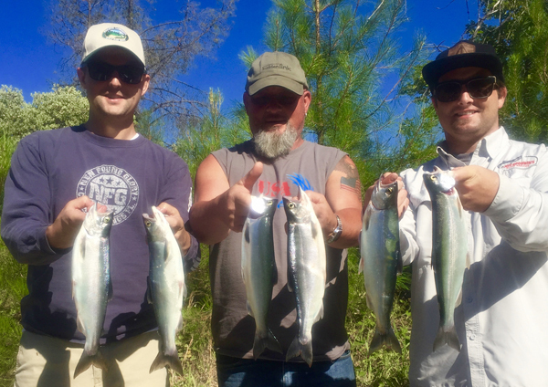 Whiskeytown Lake Kokanee still going strong!