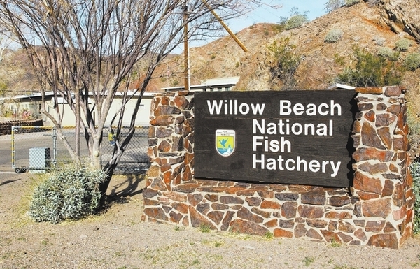 Willow Beach Hatchery Back Online